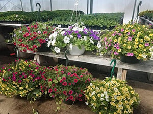 Greenhouse Flower Pots